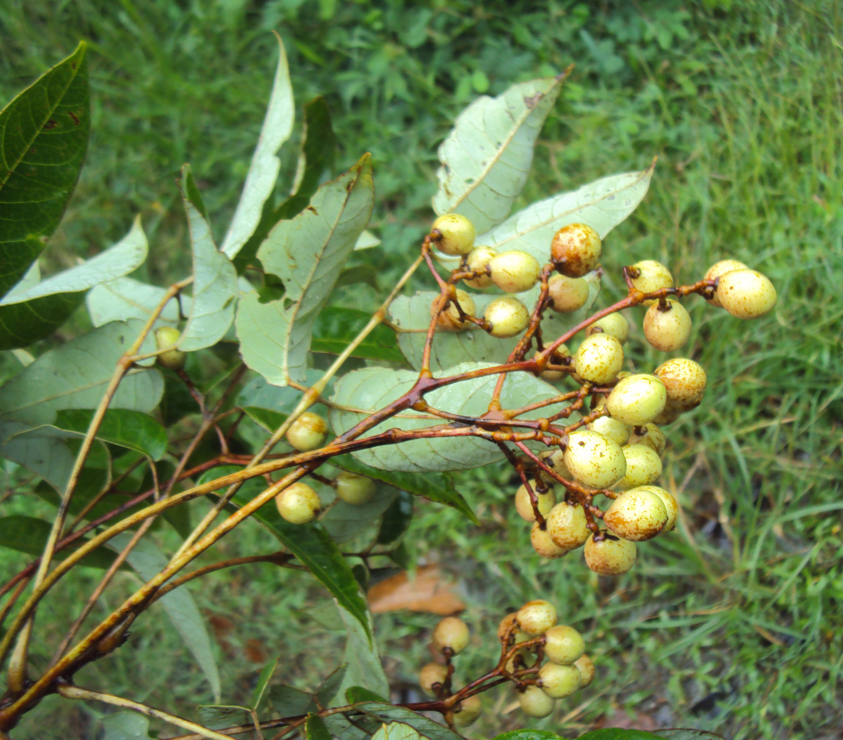 Trichilia connaroides